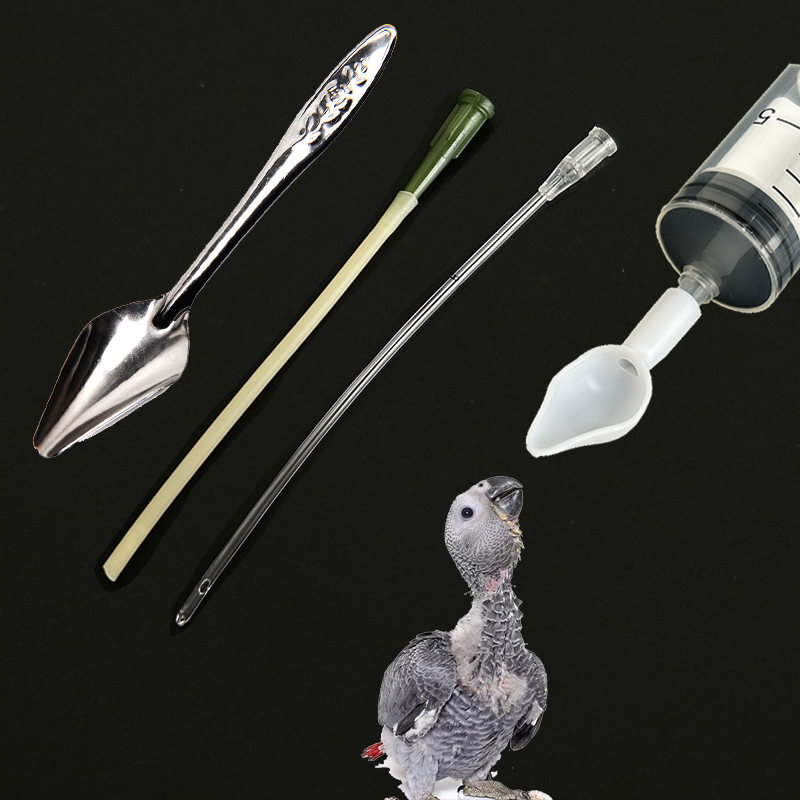Baby Food Guide - Bird Parrot Feeding Spoon, Baby Parrot
